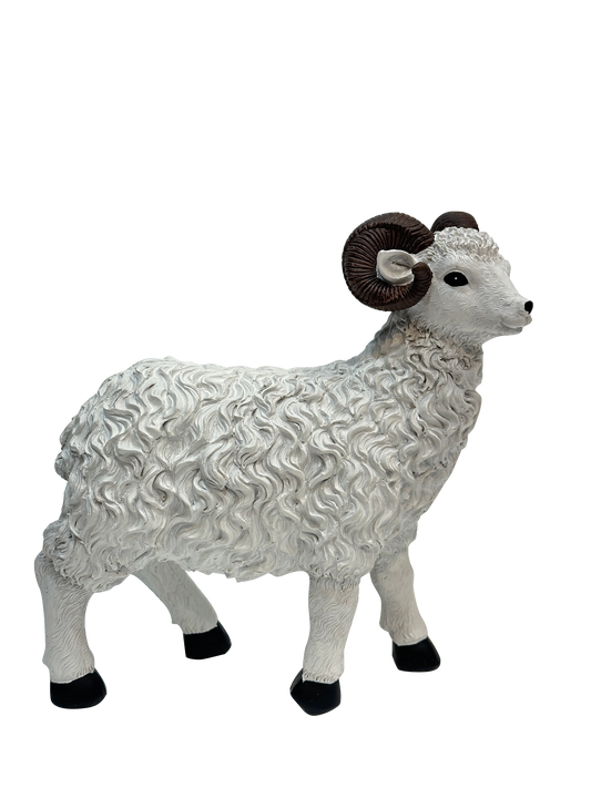 lamb With Black Rounded Horns - Sunset Gifts Store