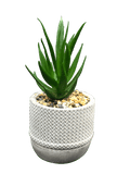 White Succulent Pots Planter (3 Pcs Set) - Sunset Gifts Store