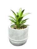 White Succulent Pots Planter (3 Pcs Set) - Sunset Gifts Store