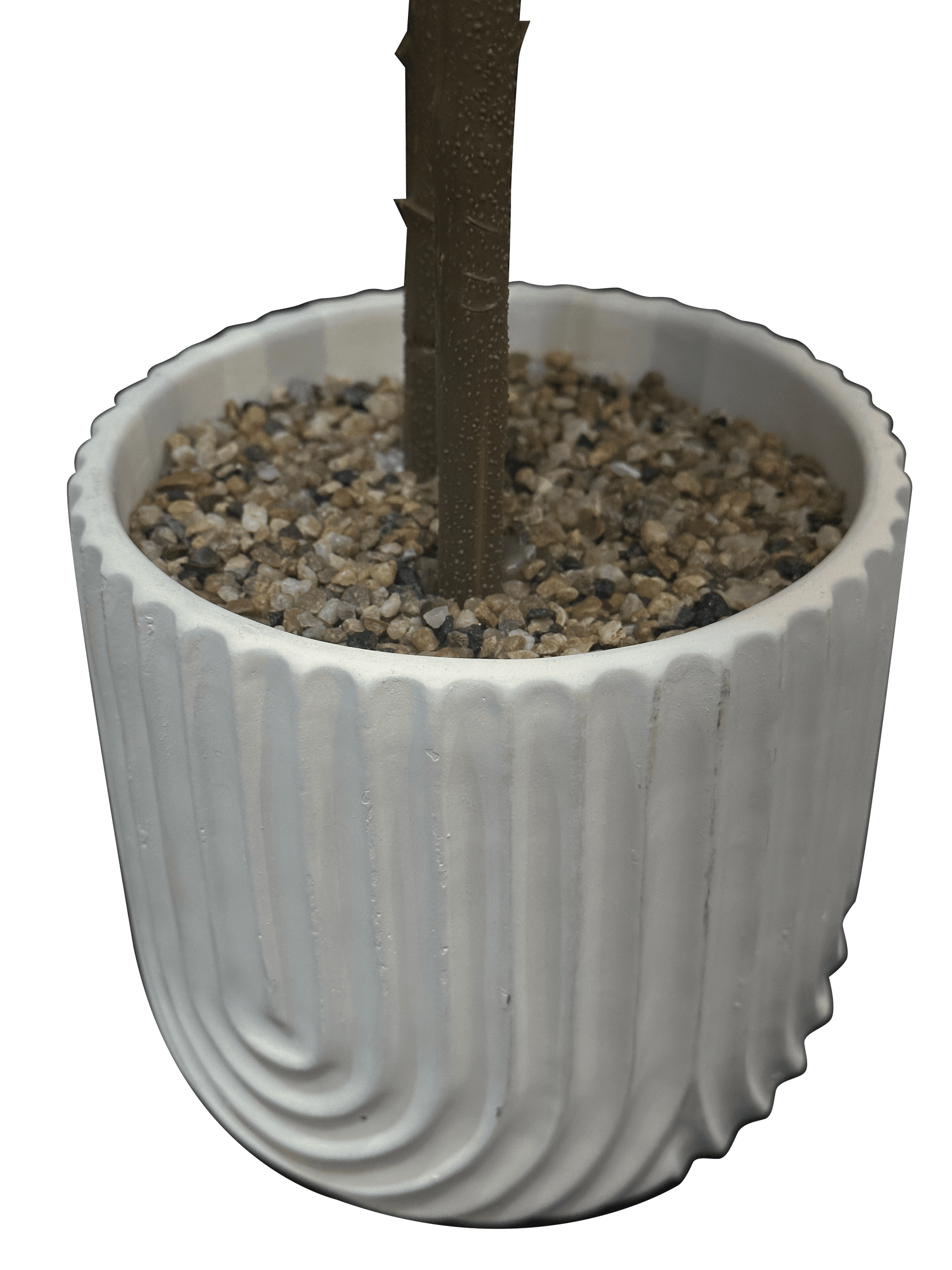 Polyscias Scutellaria Plant with White Ceramic Pot - Sunset Gifts Store