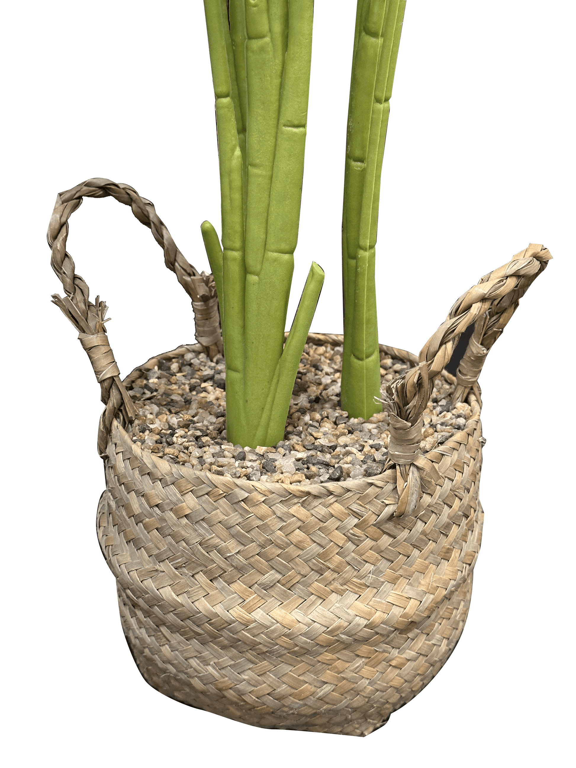 Long Leaf Green Plant with Rattan Pot - Sunset Gifts Store