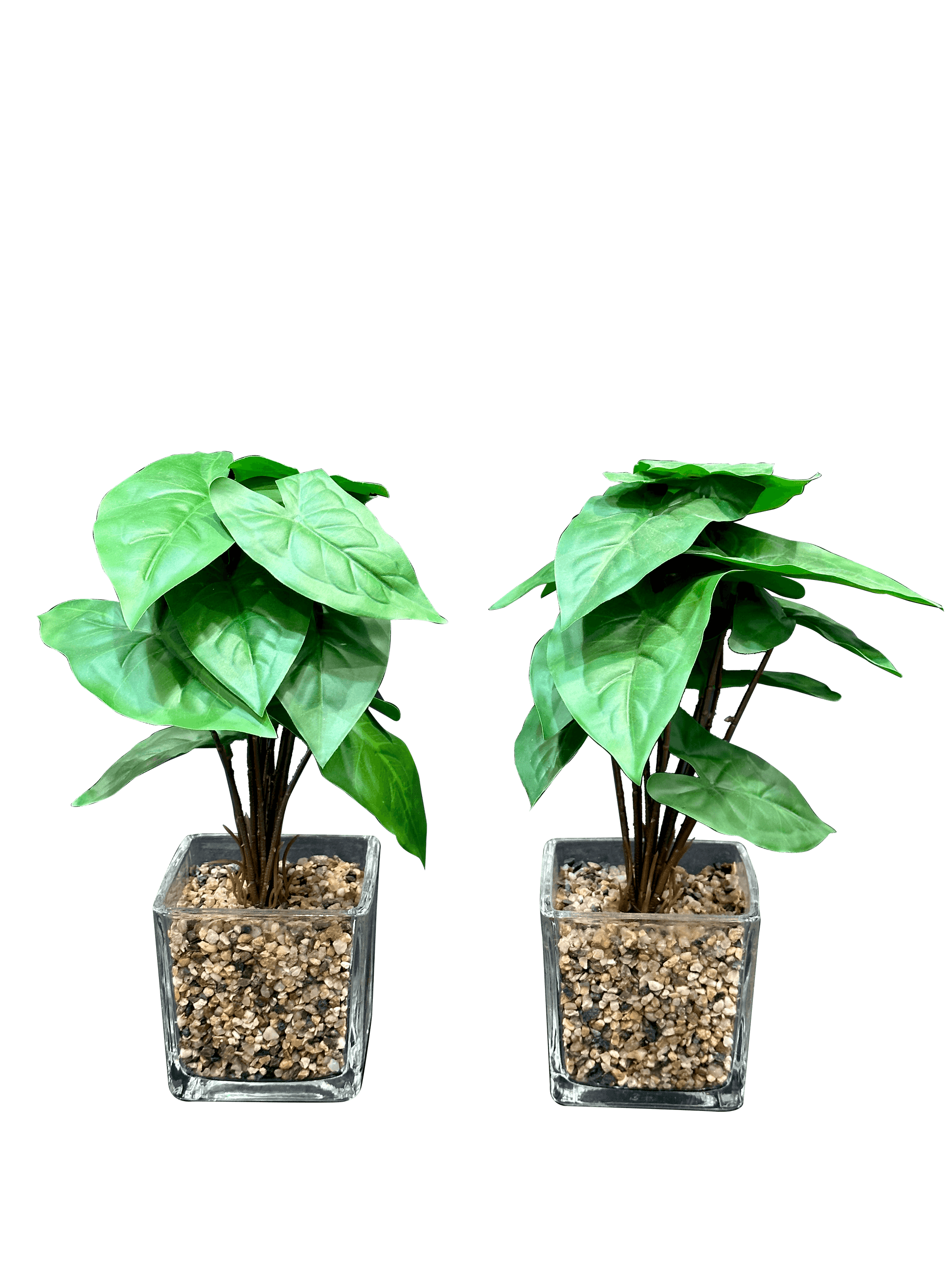 Artificial Syngonium Plants with Green Pots (2 Pcs Set) - Sunset Gifts Store