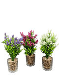 3 colored Lavendar Plants with Glass Pots (3 Pcs Set) - Sunset Gifts Store