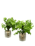 Artificial Plants with Glass Pots (2 Pcs Set) - Sunset Gifts Store