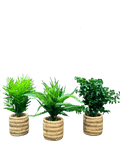 Greeny Plants with Braid styled Woven Plants (3 Pcs Set) - Sunset Gifts Store