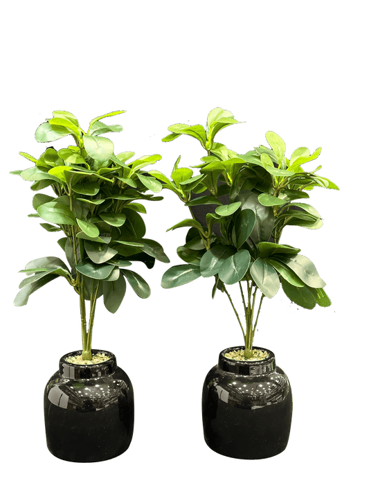 Artificial Peperomia with Black Glass Pots (2 Pcs set) - Sunset Gifts Store