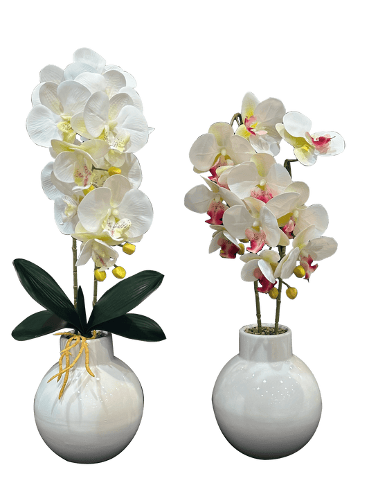 Orchid Flowers with White Glass Pots (2 Pcs Set) - Sunset Gifts Store
