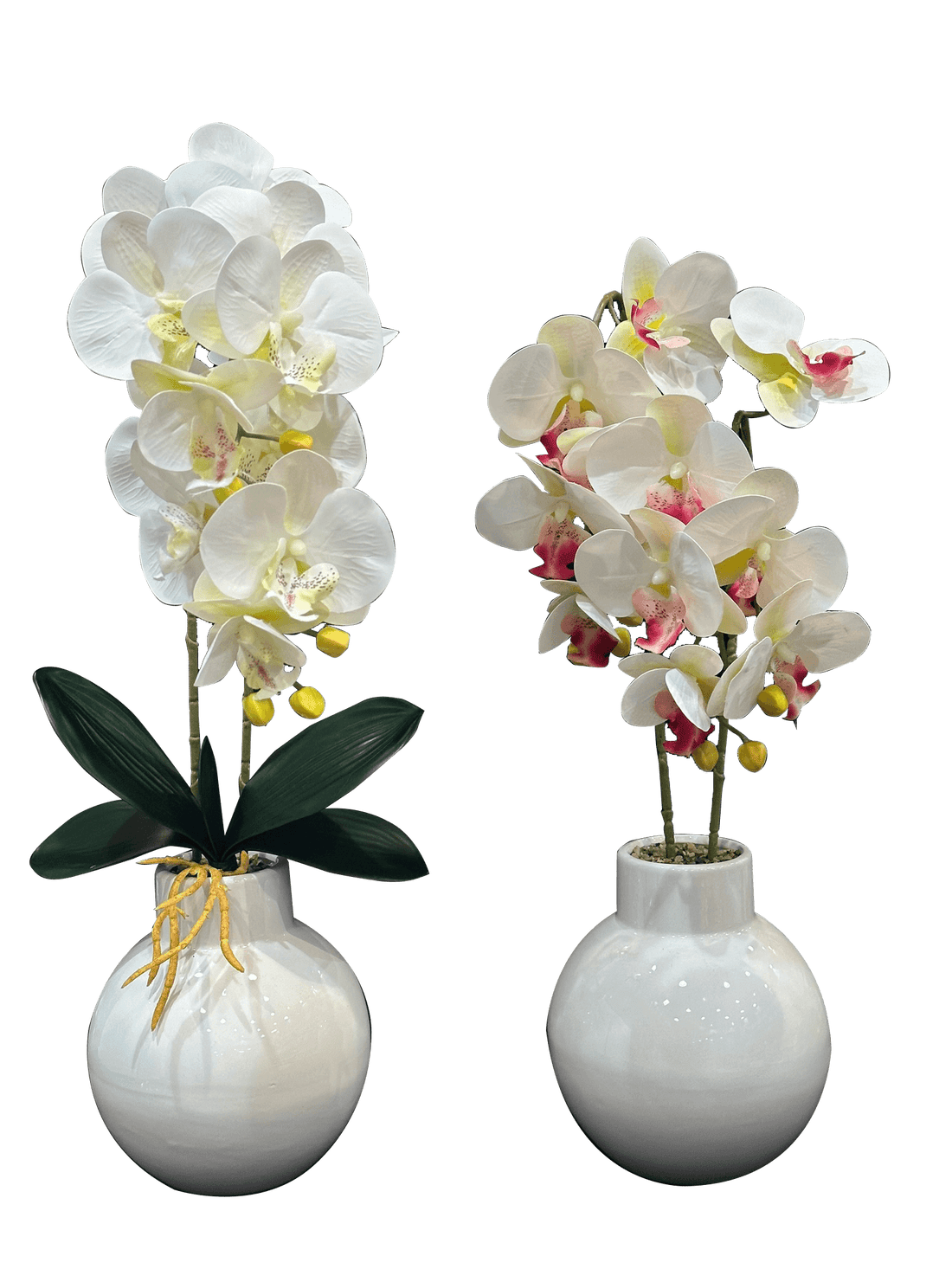 Orchid Flowers with White Glass Pots (2 Pcs Set) - Sunset Gifts Store