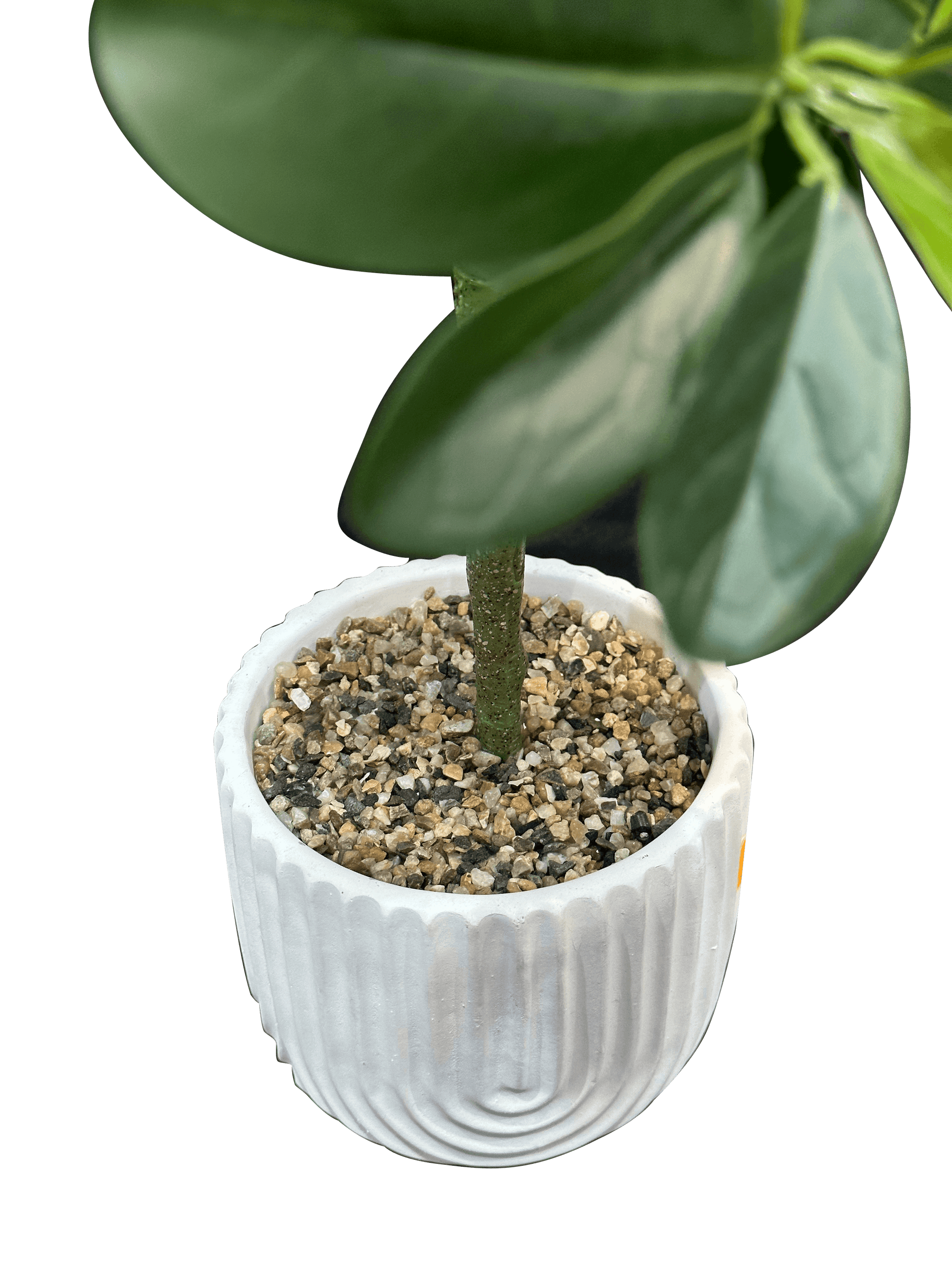 Faux Fiddle Plant with White Ceramic Pot - Sunset Gifts Store