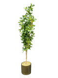 Tall Green Plant with Golden Pot - Sunset Gifts Store