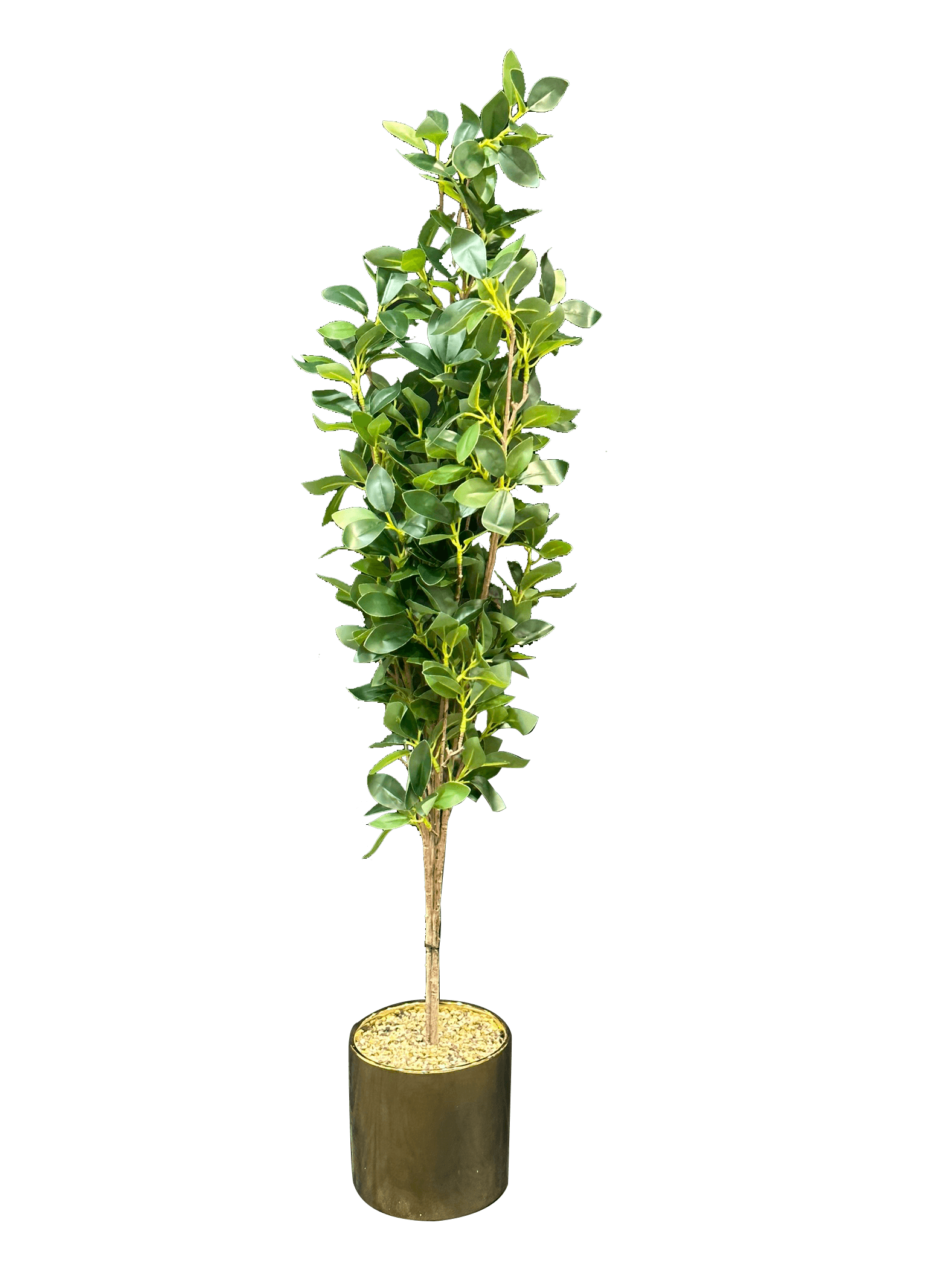 Tall Green Plant with Golden Pot - Sunset Gifts Store