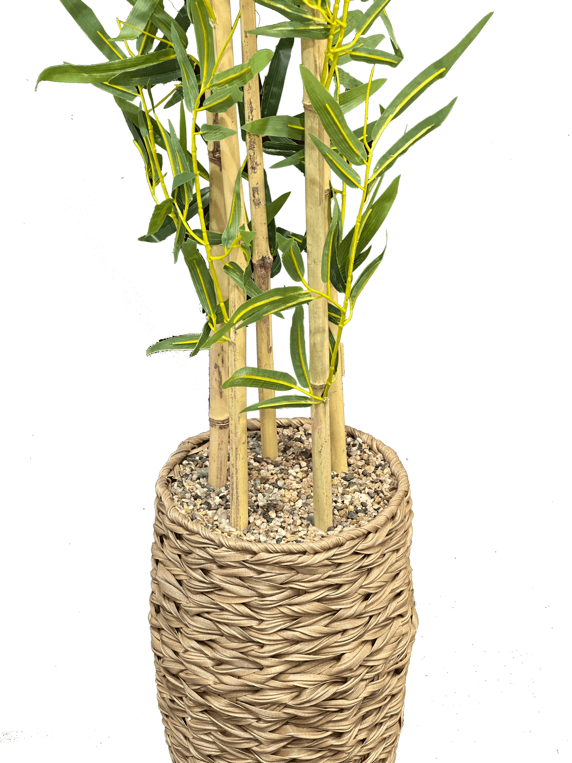 Bambusa Vulgaris Plant with Rattan Pot - Sunset Gifts Store