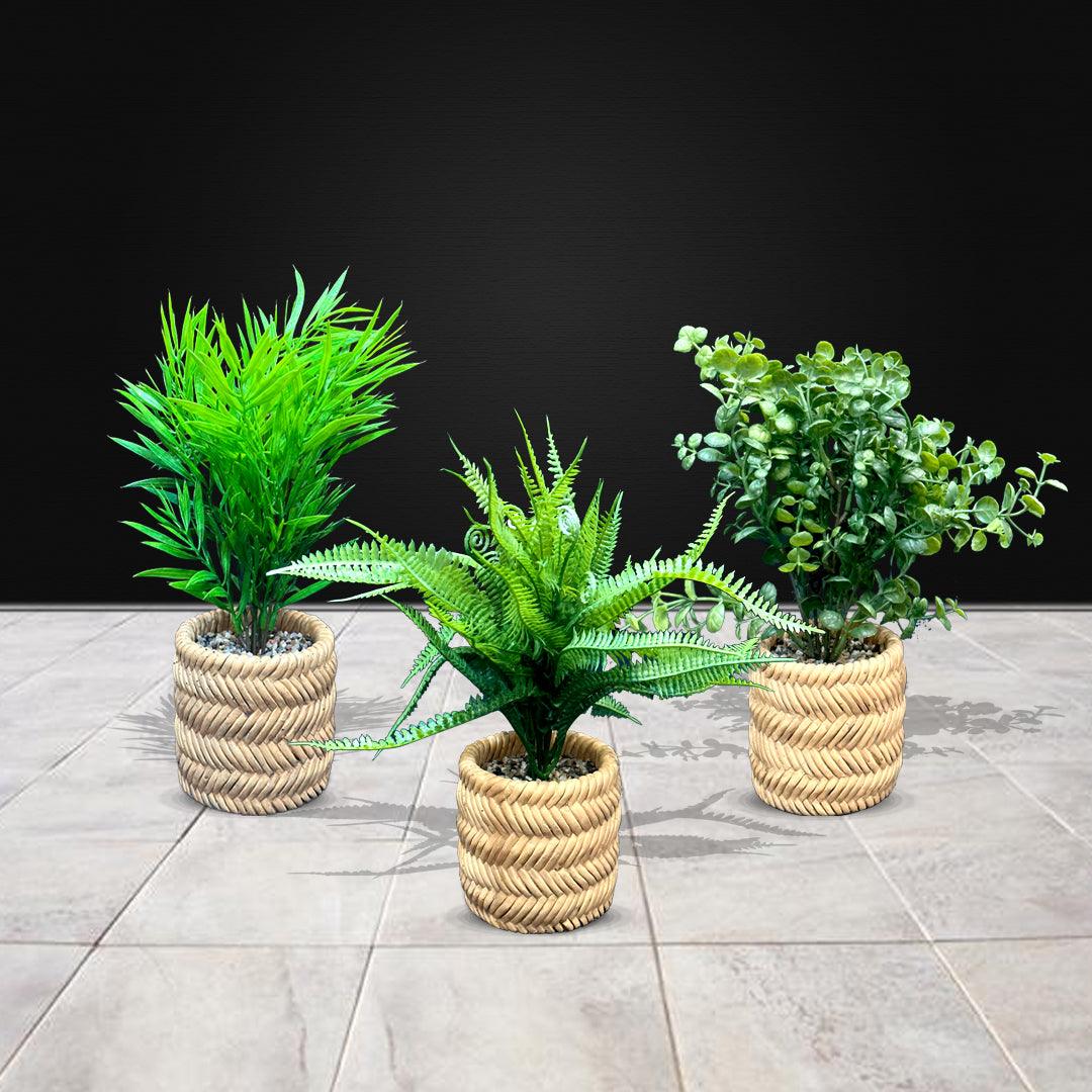 Greeny Plants with Braid styled Woven Plants (3 Pcs Set) - Sunset Gifts Store