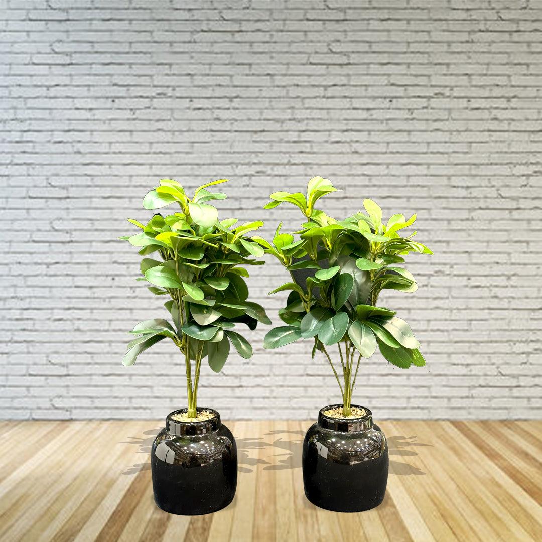 Artificial Peperomia with Black Glass Pots (2 Pcs set) - Sunset Gifts Store