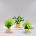 Set Of Three Rope Effect Pots And Artificial Succulents - Sunset Gifts Store
