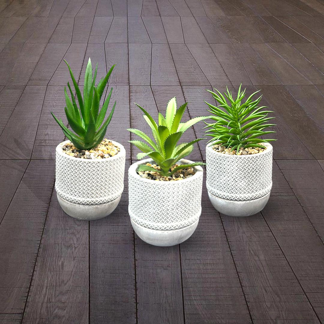 White Succulent Pots Planter (3 Pcs Set) - Sunset Gifts Store