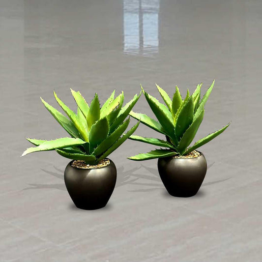 Agave Plant with Rounded Black Ceramic Pots (2 Pcs Set) - Sunset Gifts Store