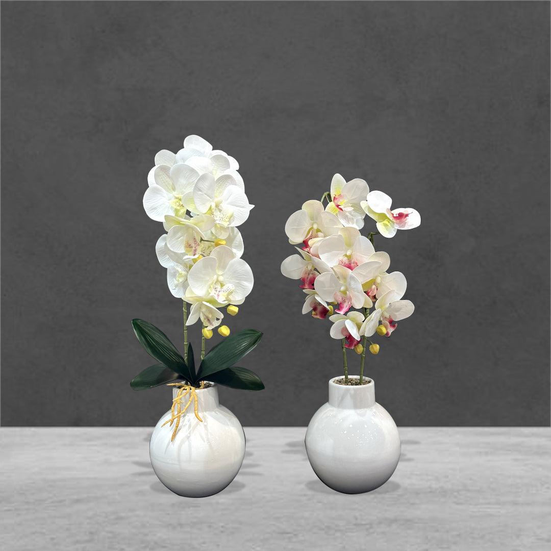 Orchid Flowers with White Glass Pots (2 Pcs Set) - Sunset Gifts Store