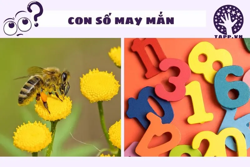 Các con số may mắn liên quan đến giấc mơ thấy ong