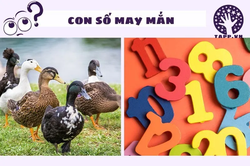 Các con số may mắn liên quan đến giấc mơ thấy vịt