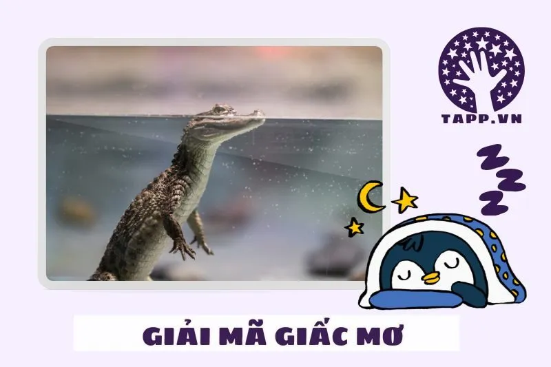 Các Loại Giấc Mơ Cá Sấu Và Điềm Báo Liên Quan