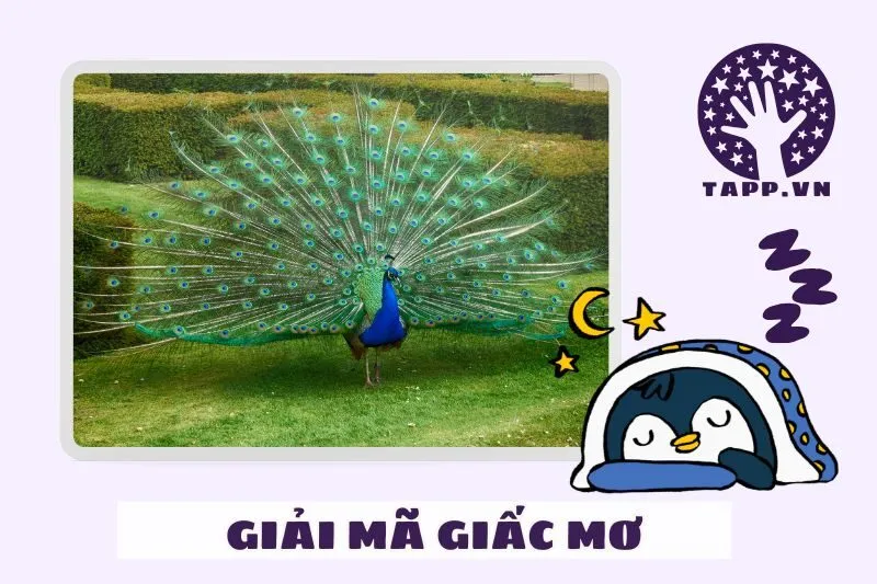 Các Loại Giấc Mơ Về Chim Công Và Điềm Báo