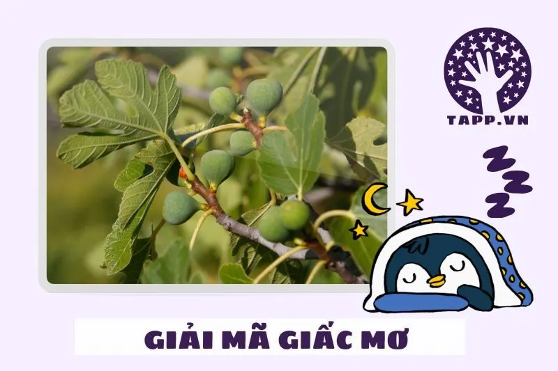 Các Tình Huống Khác Liên Quan Đến Giấc Mơ Cây Sung