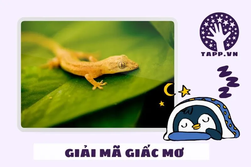 Các trường hợp phổ biến khi nằm mơ thấy tắc kè và ý nghĩa chi tiết