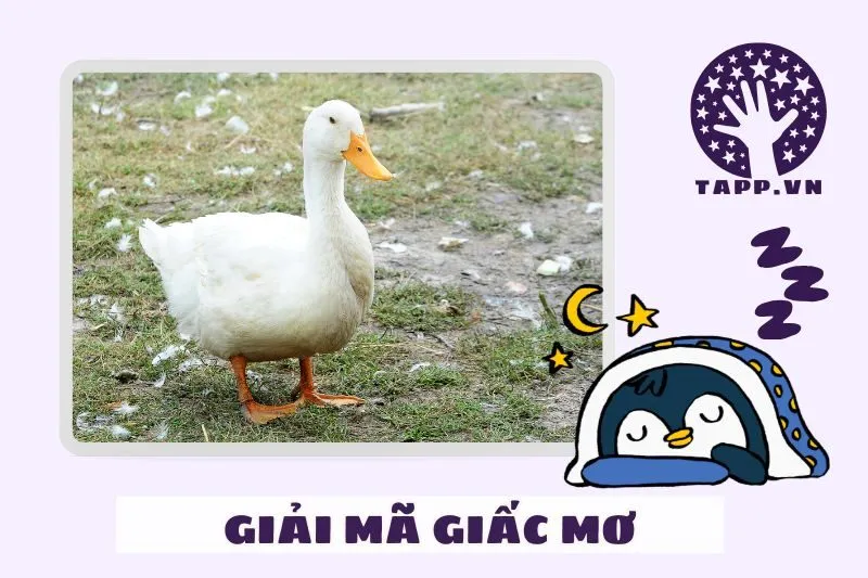 Cách tận dụng giấc mơ thấy vịt để cải thiện cuộc sống