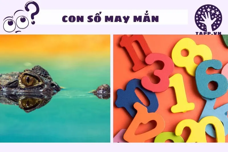 Con Số Liên Quan Đến Giấc Mơ Thấy Cá Sấu