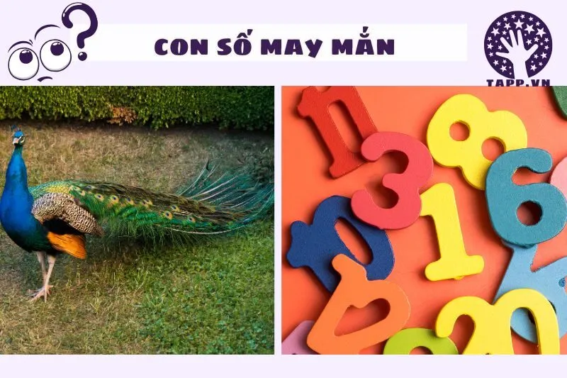 Con Số Liên Quan Đến Giấc Mơ Thấy Chim Công