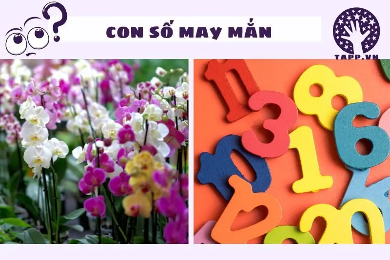 Con số liên quan đến giấc mơ thấy hoa lan