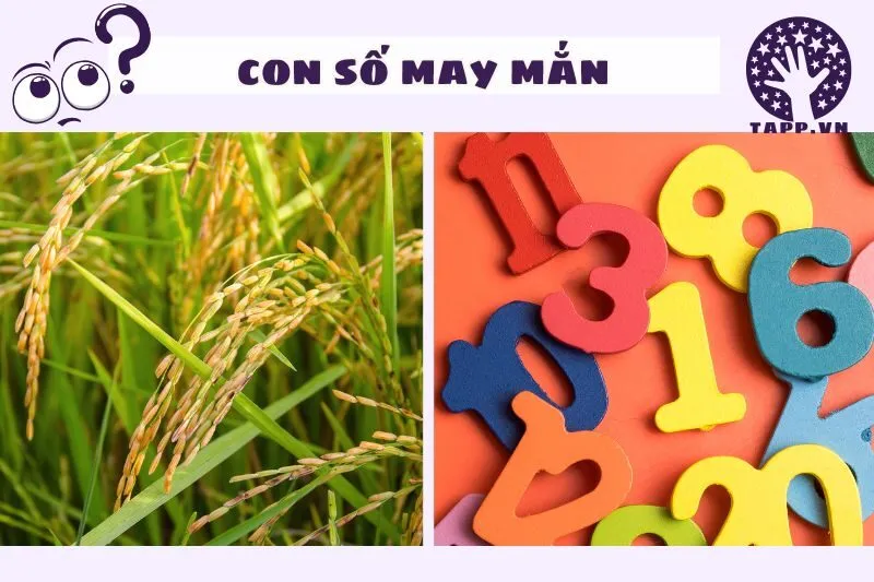 Con Số Liên Quan Đến Lúa - Cơ Hội May Mắn Đang Chờ