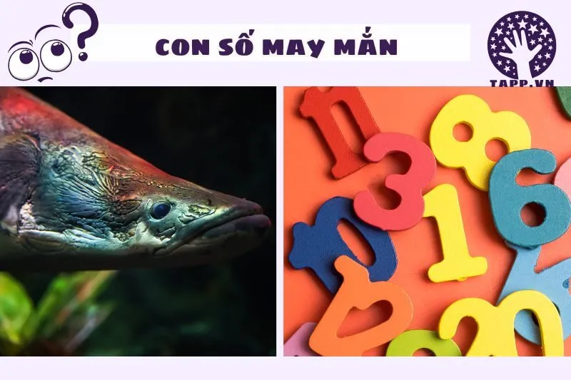 Con Số May Mắn Khi Mơ Thấy Cá Hải Tượng