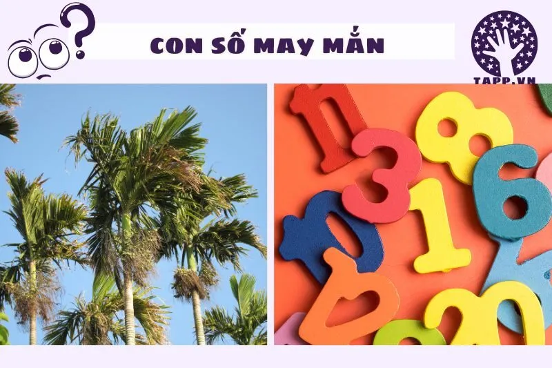 Con Số May Mắn Khi Nằm Mơ Thấy Buồng Cau