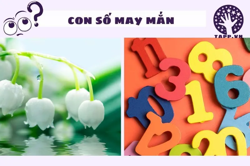 Con số may mắn khi nằm mơ thấy hoa hồng