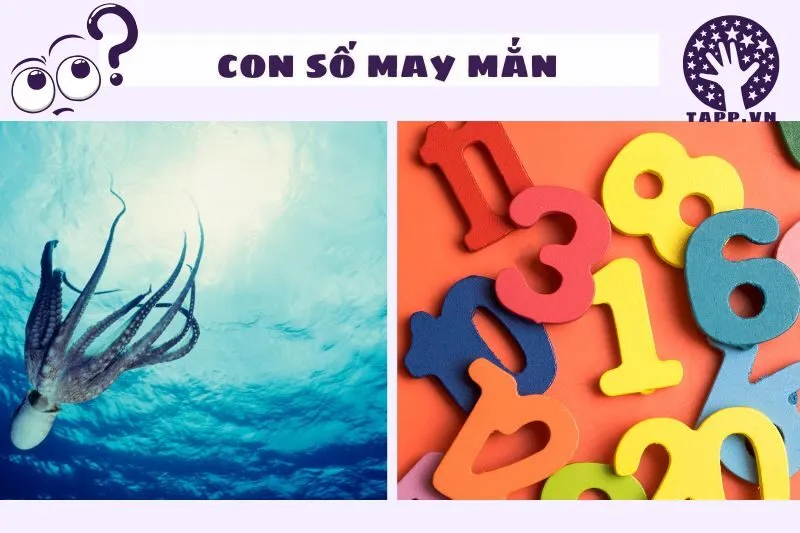 Con số may mắn liên quan đến giấc mơ thấy bạch tuộc