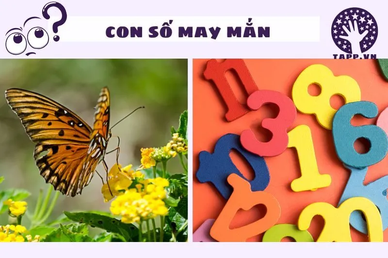 Con Số May Mắn Liên Quan Đến Giấc Mơ Thấy Bướm