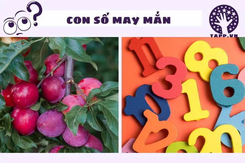 Con Số May Mắn Liên Quan Đến Giấc Mơ Thấy Cây Mận