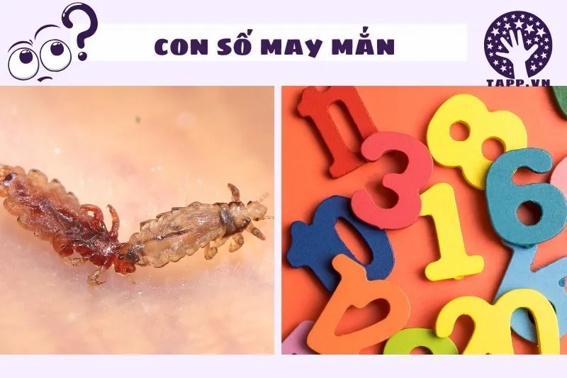 Con số may mắn liên quan đến giấc mơ thấy chấy