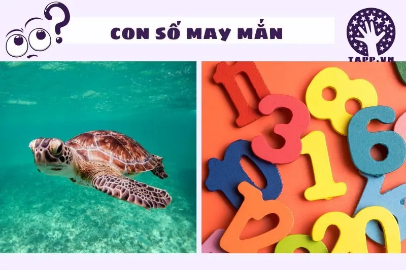 Con số may mắn liên quan đến giấc mơ thấy con ba ba