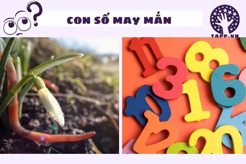 Con số may mắn liên quan đến giấc mơ thấy giun đất