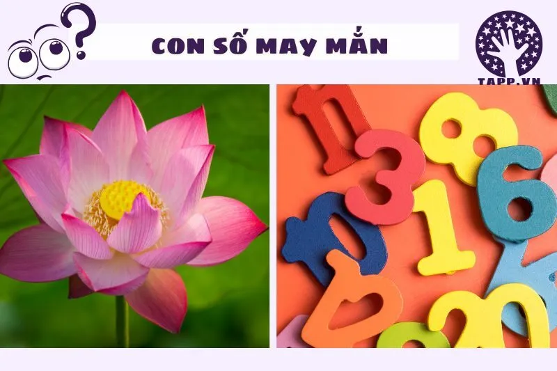 Con số may mắn liên quan đến giấc mơ thấy hoa sen