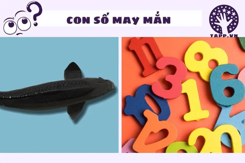 Con số may mắn từ giấc mơ thấy cá đen