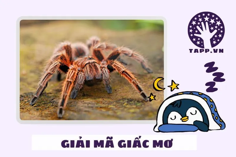 Điềm báo cụ thể từ giấc mơ thấy nhện trong các hoàn cảnh khác nhau