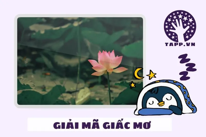 Điềm báo khi nằm mơ thấy các loại hoa sen khác nhau