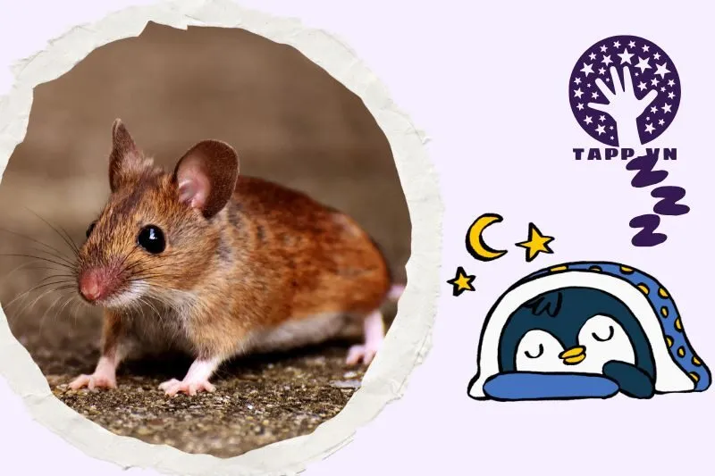 Điềm báo khi nằm mơ thấy chuột: Tốt hay xấu?