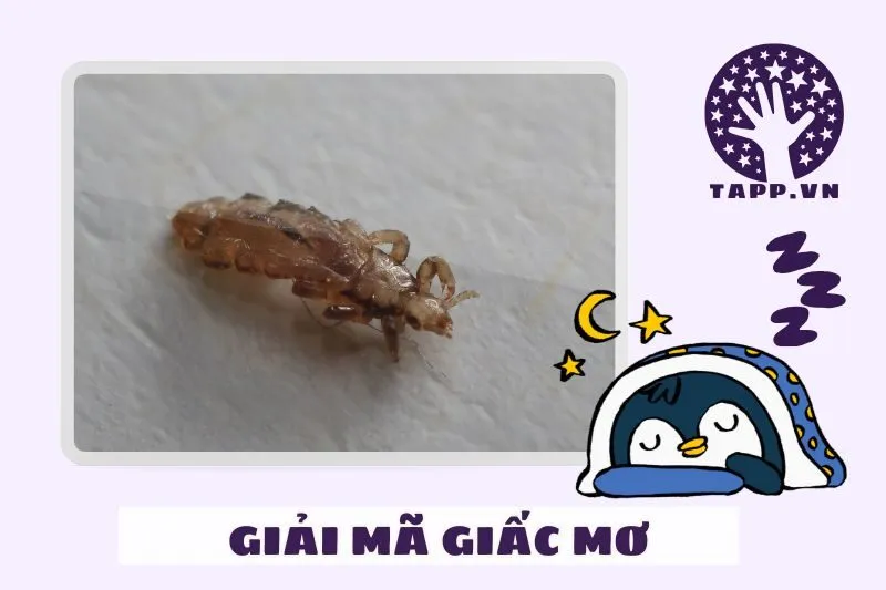 Điềm báo khi nằm mơ thấy con chấy theo từng tình huống cụ thể