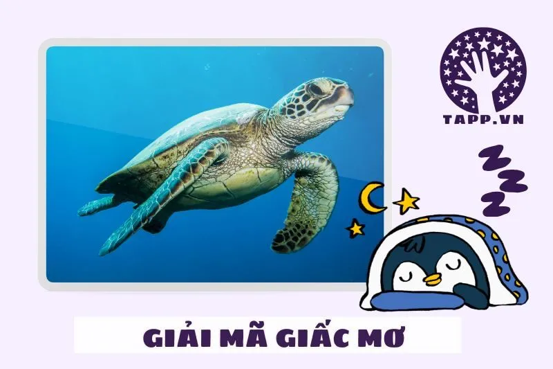 Điềm báo từ giấc mơ thấy con ba ba trong từng trường hợp cụ thể