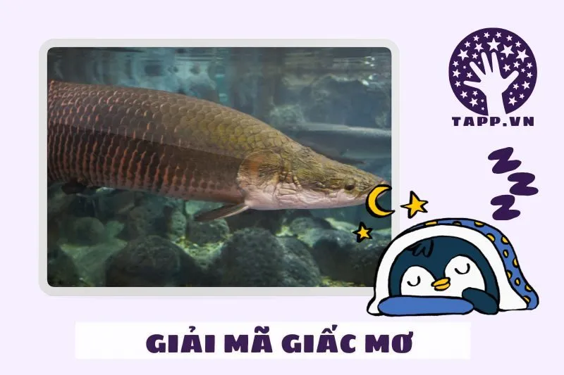 Điềm Báo Từ Những Tình Huống Khác Nhau Trong Giấc Mơ Cá Hải Tượng